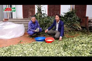 Chuyên gia Viện Nghiên cứu Ngô hướng dẫn trồng và chế biến ngô sinh khối