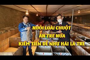 Thăm HTX nuôi dúi mốc đại doanh thu tiền tỷ/năm | Kỹ thuật nuôi dúi mốc đại sinh sản