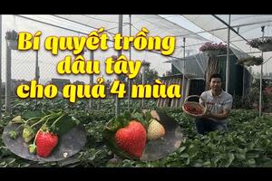 Bật mí kỹ thuật trồng dâu tây NHẬT BẢN đơn giản, dễ trồng quả to, sai
