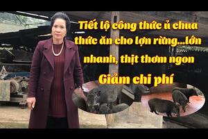 Bật mí cách ủ thức ăn cho lợn rừng bằng men lá của bà giáo về hưu | Kỹ thuật nuôi lợn rừng