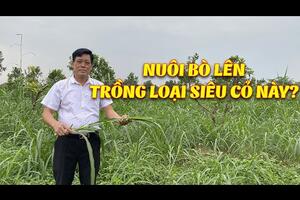 Trồng cỏ gì nuôi bò hiệu quả nhất ? Kỹ thuật trồng cỏ VA06 & ưu điểm vượt trội của nó