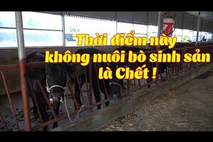 "BỎ TÚI" gần 1 tỷ/năm từ 100 con bò sinh sản kết hợp nuôi giun quế | Kỹ thuật nuôi bò sinh sản