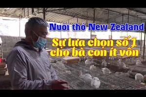 Thu gần 200 triệu/năm từ nuôi thỏ New Zealand | Chia sẻ kỹ thuật & kinh nghiệm nuôi thỏ làm giàu
