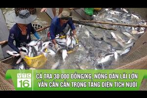 Cá tra 30.000 đồng/kg, nông dân lãi lớn vẫn cần cẩn trọng tăng diện tích nuôi | VTC16