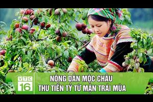Nông dân Mộc Châu thu tiền tỷ từ mận trái mùa | VTC16