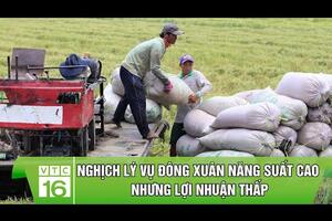 Nghịch lý vụ Đông Xuân năng suất cao nhưng lợi nhuận thấp | VTC16