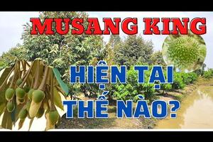 Tình hình giá bán hiện tại của sầu riêng Musang King | Điểm khởi sắc mới của miền Tây | Xen Na Thái