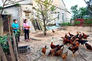 Nghệ An xây dựng 5 mô hình điểm về sản xuất, chế biến nông sản, thực phẩm an toàn