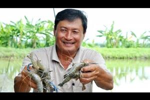 Kỹ thuật nuôi tôm càng xanh toàn đực xen lúa