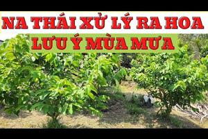 Các lưu ý trong mùa mưa cho cây na Thái giai đoạn xử lý ra hoa đến khi ra hoa đậu trái