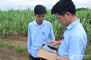 Diện tích mía trồng mới của Công ty CP Mía đường Sông Con tăng mạnh