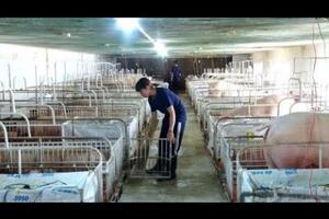 Sử dụng đệm lót sinh học, phát triển chăn nuôi bền vững