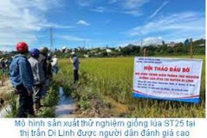 Di Linh trình diễn trồng giống lúa ST25