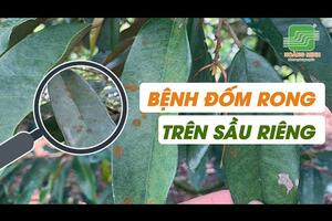 Xử lý bệnh đốm rong trên sầu riêng