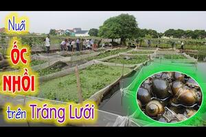 Đánh giá hiệu quả mô hình nuôi Ốc Nhồi thương phẩm trên tráng lưới