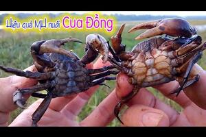 Phú Thọ phát triển mô hình nuôi Cua Đồng