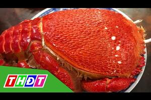 Cua huỳnh đế loại 1 kg mỗi con ngày càng hiếm | THDT