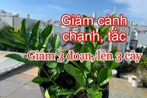 Không ngờ giâm cành chanh, tắc lại dễ như vậy |THÍCH TRỒNG CÂY TV