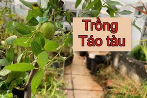 Trồng cây Táo Tàu trong thùng xốp ở Sài Gòn | THÍCH TRỒNG CÂY TV