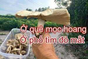 Muốn có các Cây Quý này, về quê tha hồ bứng THÍCH TRỒNG CÂY TV