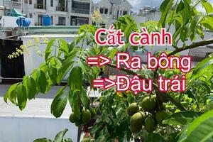 Cắt cành đi. Cây sẽ nhiều Bông, nhiều Trái, sống Bền | THÍCH TRỒNG CÂY TV