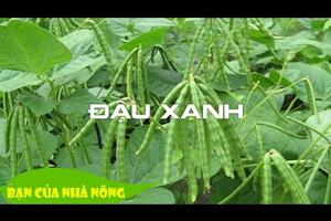 Trồng Giống đậu xanh thương phẩm - Kinh nghiệm hay cho bà con