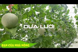 Trồng dưa lưới trong nhà màng - Kiến thức mới bà con nên biết