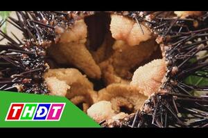 Trứng nhum biển Nhật Bản giá siêu đắt đỏ | THDT
