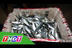 Mùa cá trích | THDT