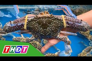 Ghẹ, tôm tích được mùa nhưng rớt giá gần phân nửa | THDT