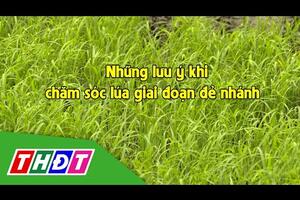 Những lưu ý khi chăm sóc lúa giai đoạn đẻ nhánh | Syngenta Thông tin nông nghiệp - 12/3/2023 | THDT
