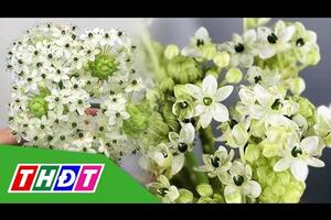 Hoa thiên nga mắt ngọc đầu mùa có giá cao | THDT