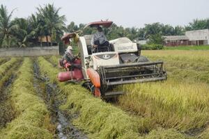 Giá lúa gạo hôm nay ngày 19/10: Nhiều loại lúa tăng mạnh 500 đồng/kg