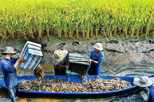 Tôm Cà Mau - tự hào thương hiệu Việt