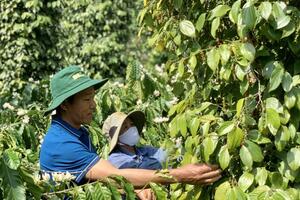 Giá tiêu cao nhất ở mức 84.000 đồng/kg