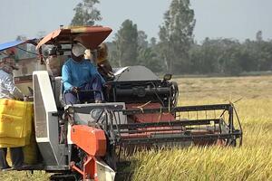Gạo Việt trở lại đường đua sau Tết, giá xuất khẩu bắt đầu tăng