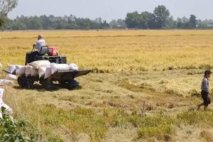 Giá lúa gạo hôm nay ngày 28/2: Đồng loạt tăng 50 – 300 đồng/kg