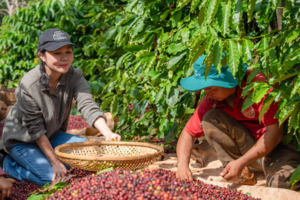 Giá cà phê giảm nhẹ, xuống mức 91.500 đồng/kg