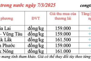 Giá tiêu hôm nay 7/3/2025, trong nước duy trì 'sắc xanh'