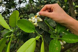 Người dân Hà Tĩnh 'se duyên' cho cây bưởi Phúc Trạch