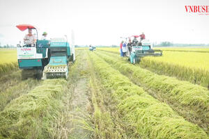 Đưa công nghệ cao vào cánh đồng lớn, nông dân Cần Thơ thắng đậm