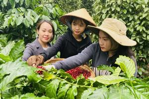Giá cà phê hôm nay 19/3/2025 trong nước tiếp tục 'neo' cao
