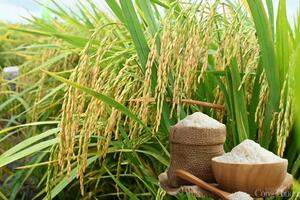 Giá lúa gạo hôm nay ngày 14/4: Lúa tươi giảm