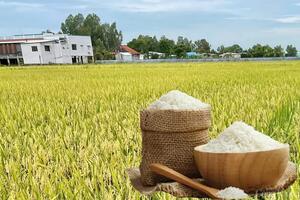 Giá lúa gạo hôm nay ngày 15/4: Biến động trái chiều