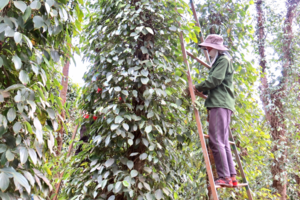 Nông dân Cư Kuin đổi đời nhờ tiêu hữu cơ