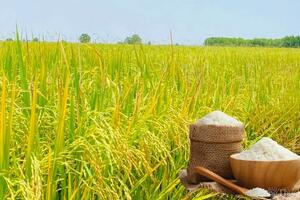 Giá lúa gạo hôm nay ngày 21/4: Biến động trái chiều