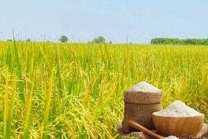 Giá lúa gạo hôm nay ngày 12/5: Gạo tiếp đà tăng