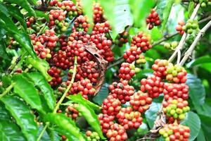 Giao dịch chững lại, giá cà phê giảm 1.000 đồng/kg