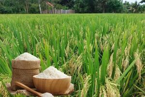 Giá lúa gạo hôm nay ngày 13/6: Thị trường ổn định