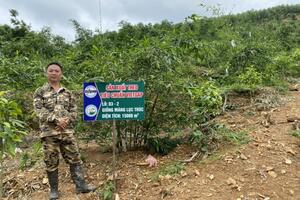 Rừng vàng, măng ngọt nuôi sống người dân Cây Thị